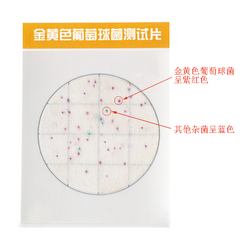 金葡陽(yáng)性.jpg